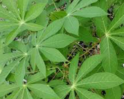 coco peat